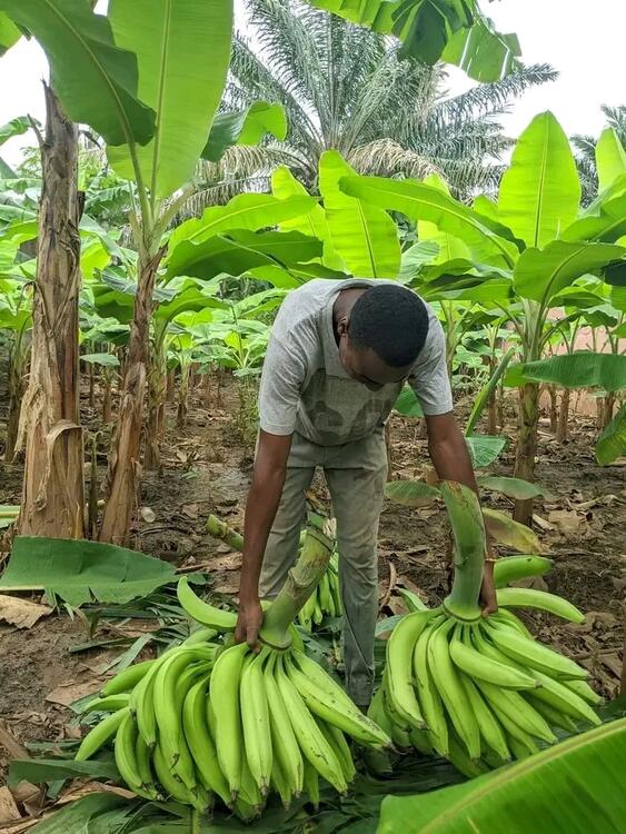 Colheita de Banana